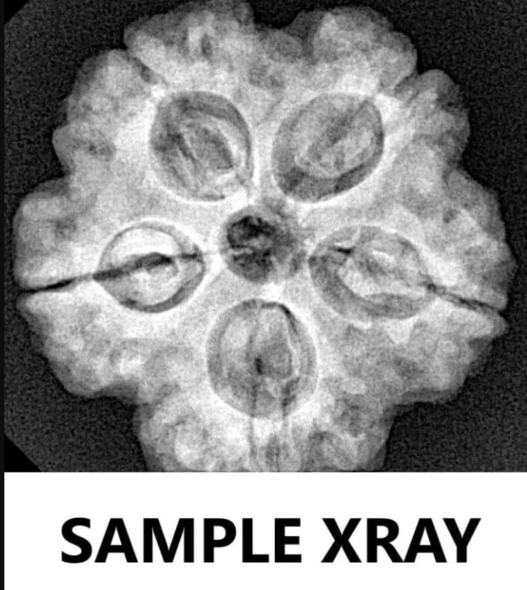 Original 5 Mukhi Nepali Rudraksha with Lab Certificate & X-Ray – Trinetraksha