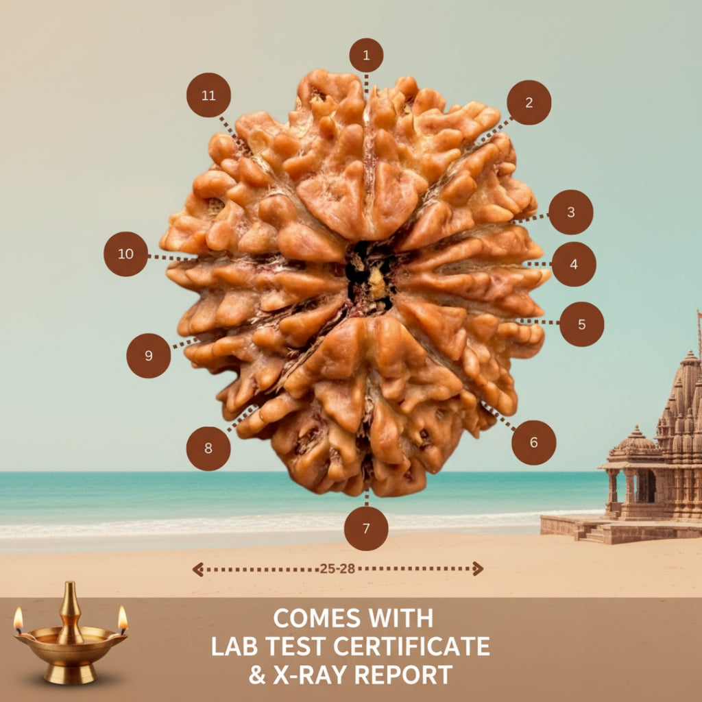 11 Mukhi Nepali Rudraksha – With Lab Test Certificate & X-Ray Report