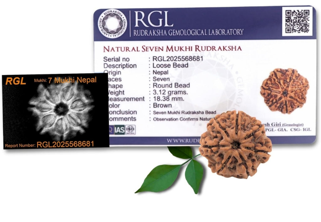 7 Mukhi Nepali Rudraksha – Genuine, LAP Tested & X-Ray Certified | Trinetraksha