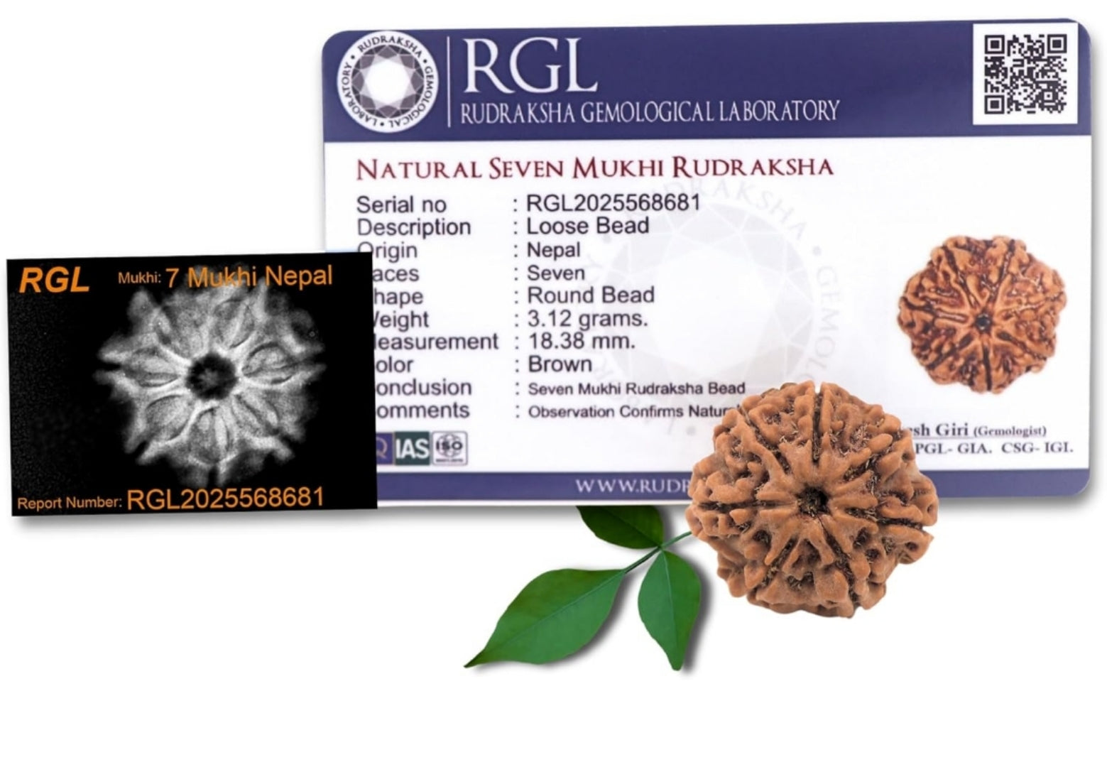 7 Mukhi Nepali Rudraksha – Genuine, LAP Tested & X-Ray Certified | Trinetraksha