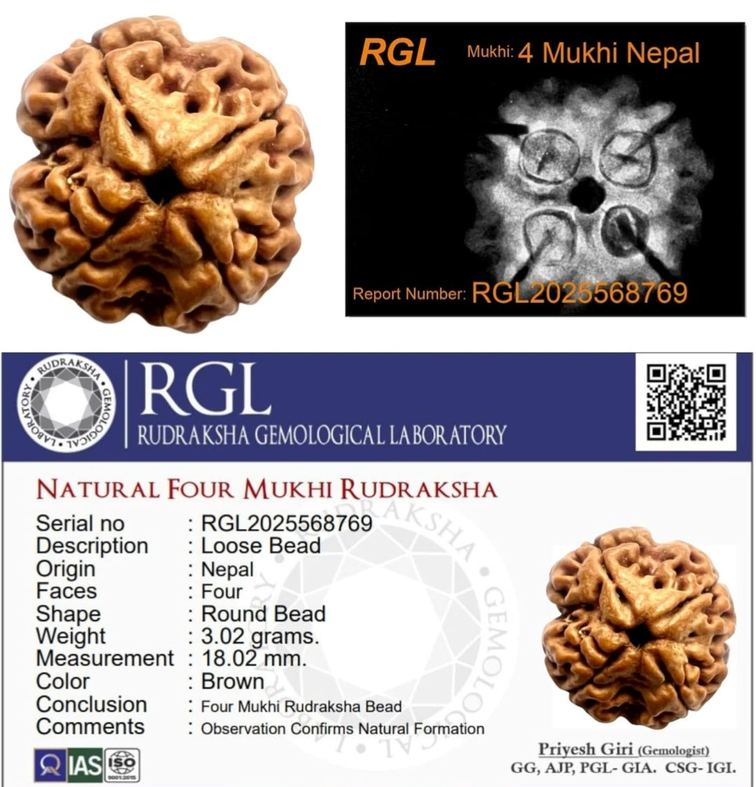 Original 4 Mukhi Nepali Rudraksha with Lab Certificate & X-Ray – Trinetraksha