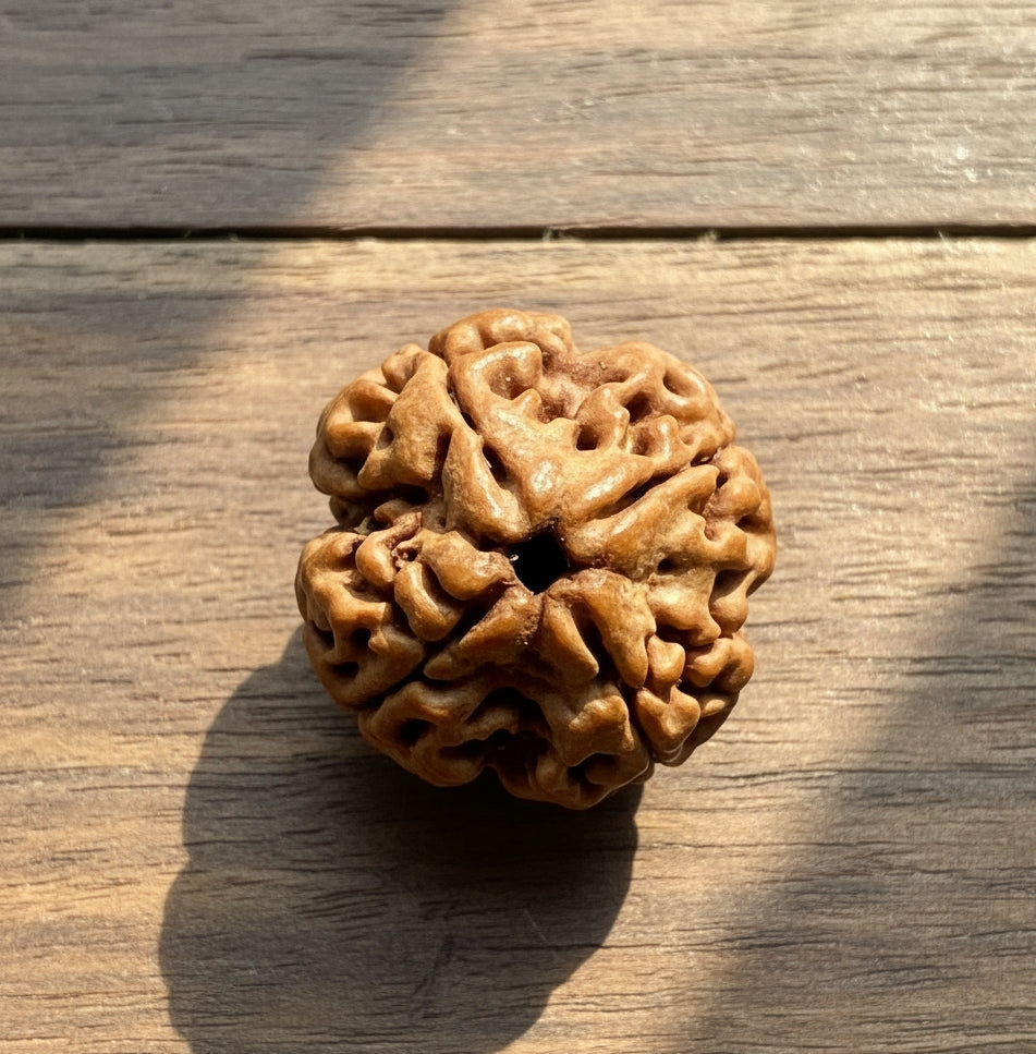 Original 4 Mukhi Nepali Rudraksha with Lab Certificate & X-Ray – Trinetraksha