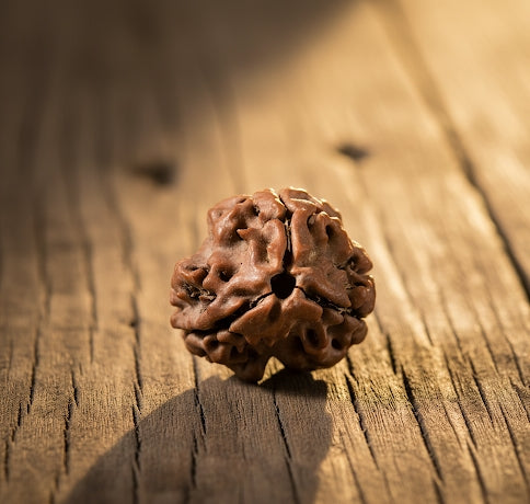 Original 3 Mukhi Nepali Rudraksha with Lab Certificate & X-Ray – Trinetraksha