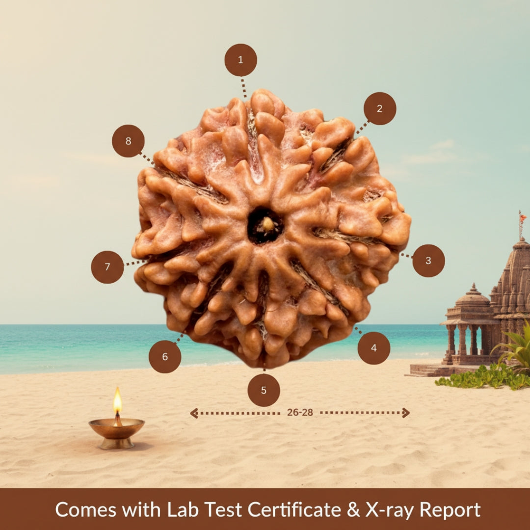 Authentic 8 Mukhi Nepali Rudraksha – Trinetraksha | LAP Test & X-Ray Certified