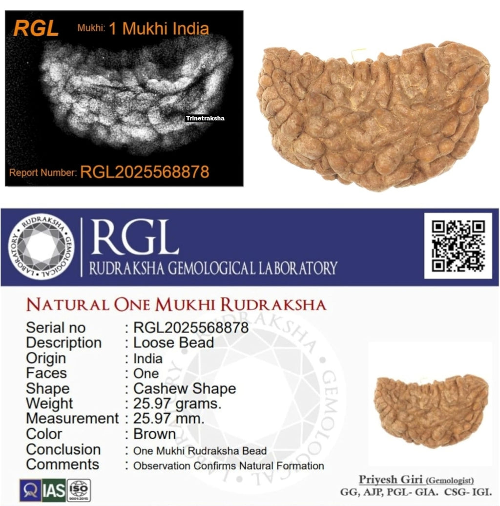 1 Mukhi Nepali Rudraksha (With Lab Test Certificate & X-Ray) – Trinetraksha