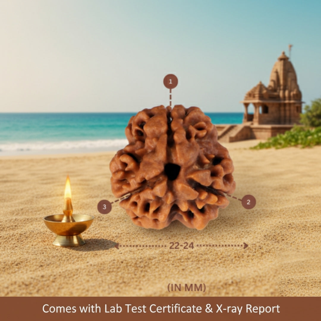 Original 3 Mukhi Nepali Rudraksha with Lab Certificate & X-Ray – Trinetraksha