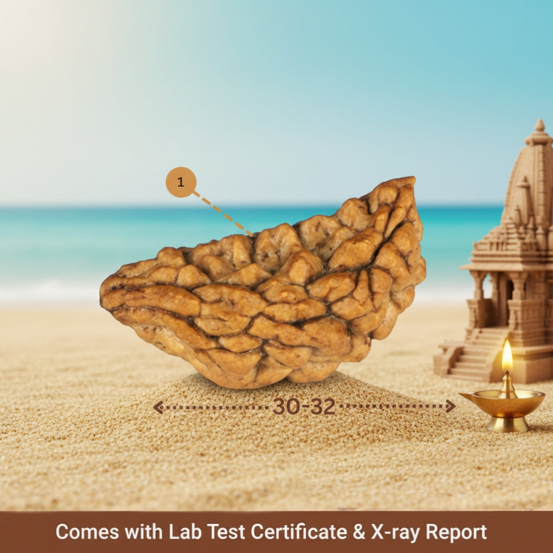 1 Mukhi Nepali Rudraksha (With Lab Test Certificate & X-Ray) – Trinetraksha