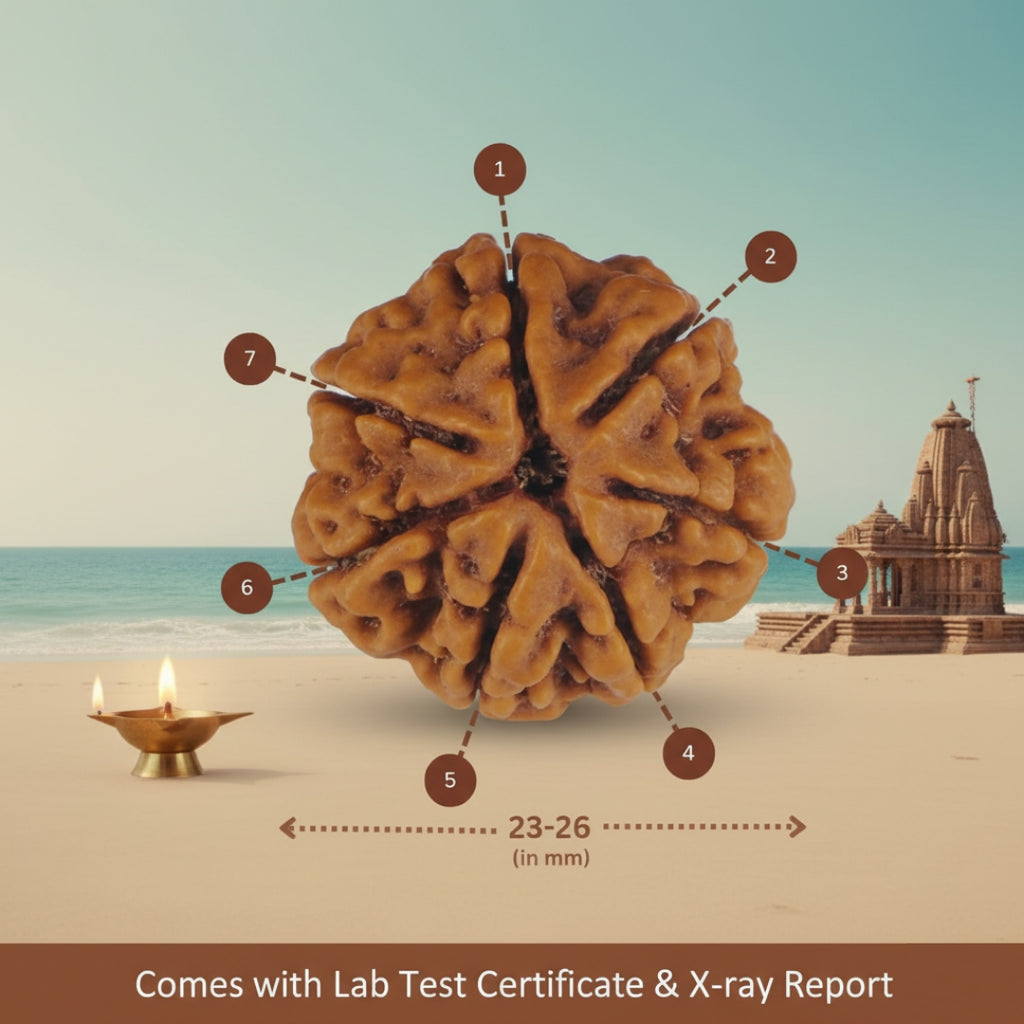 7 Mukhi Nepali Rudraksha – Genuine, LAP Tested & X-Ray Certified | Trinetraksha
