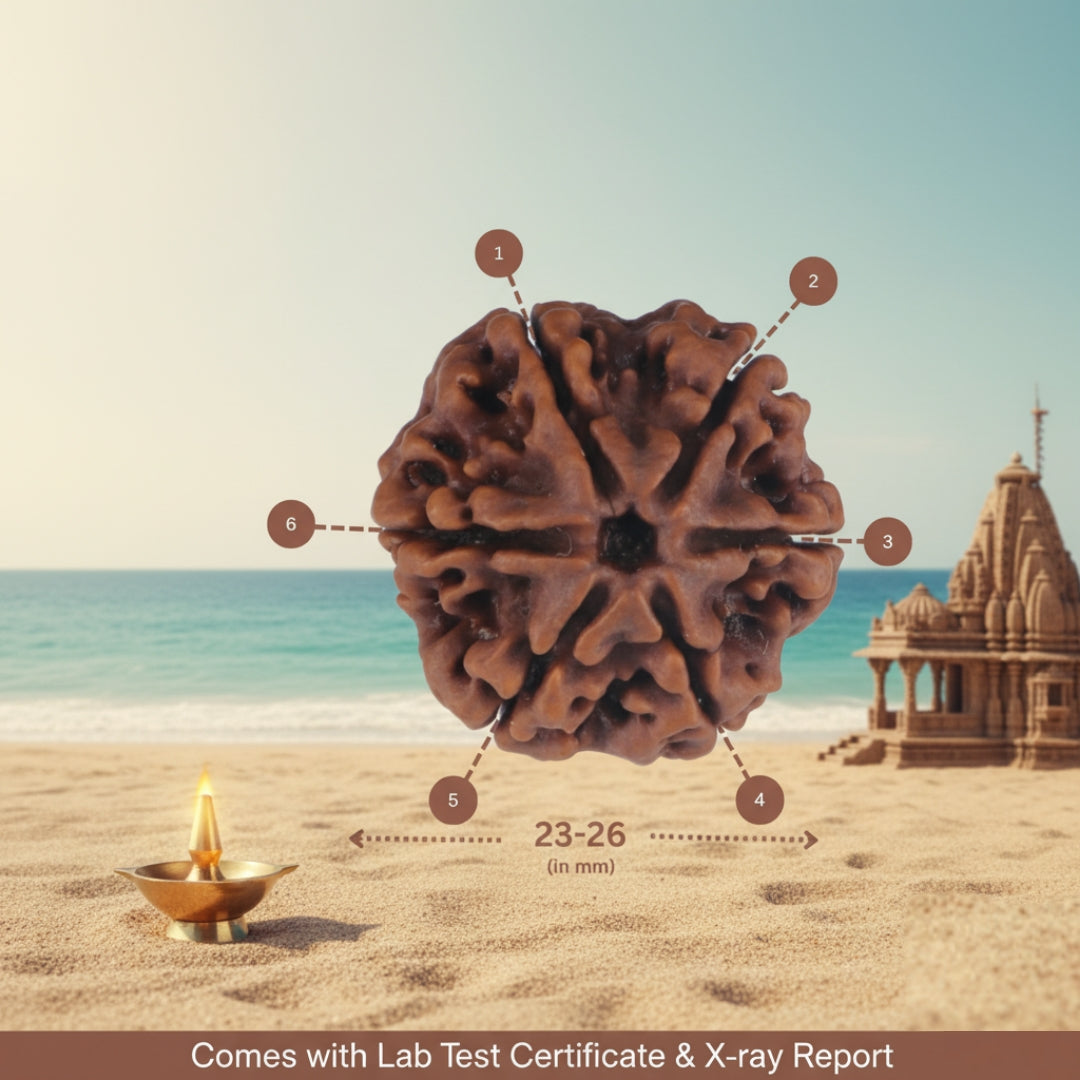 6 Mukhi Nepali Rudraksha – Genuine, LAP Tested & X-Ray Certified | Trinetraksha