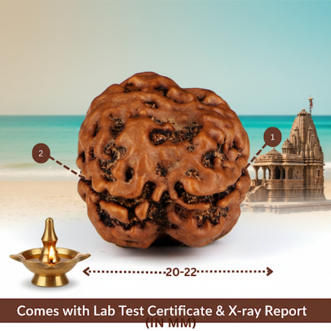 Original 2 Mukhi Nepali Rudraksha with include Lab Certificate & X-Ray –  Trinetraksha