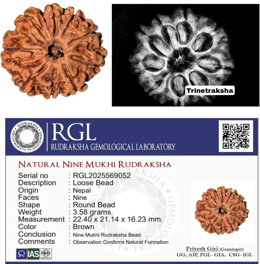 Authentic 9 Mukhi Nepali Rudraksha – Trinetraksha | LAP Test & X-Ray Certified