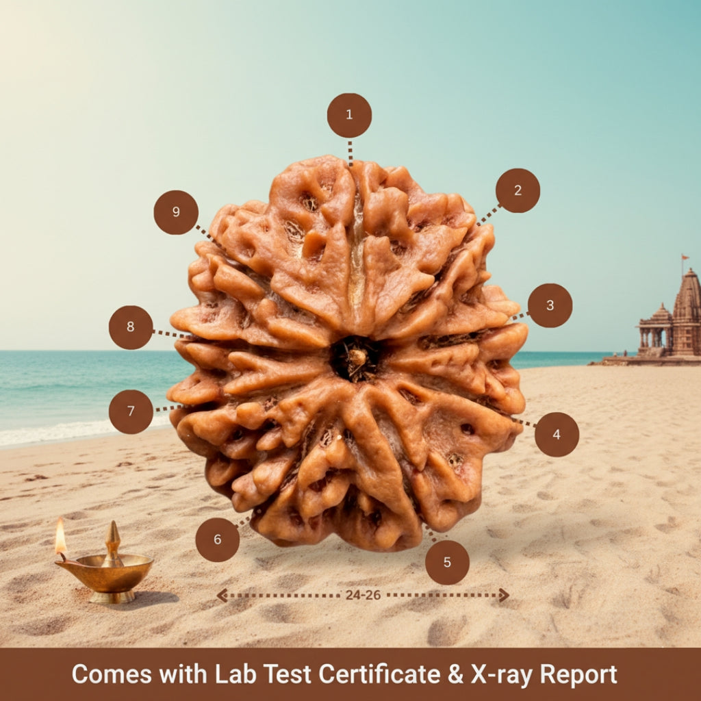 Authentic 9 Mukhi Nepali Rudraksha – Trinetraksha | LAP Test & X-Ray Certified