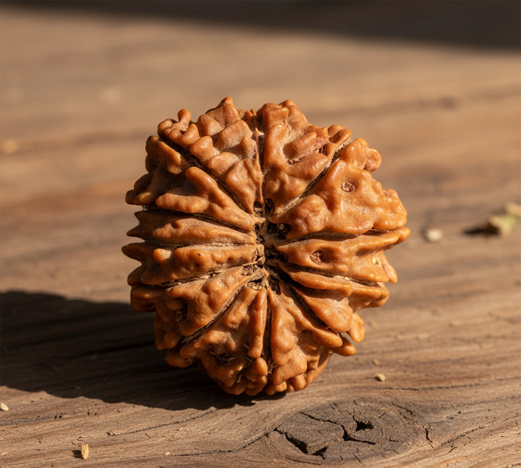 11 Mukhi Nepali Rudraksha – With Lab Test Certificate & X-Ray Report