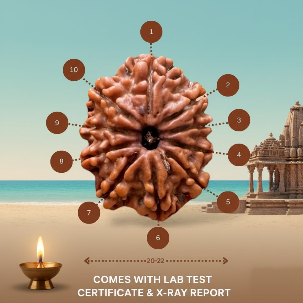 10 Mukhi Nepali Rudraksha – With Lab Test Certificate & X-Ray Report