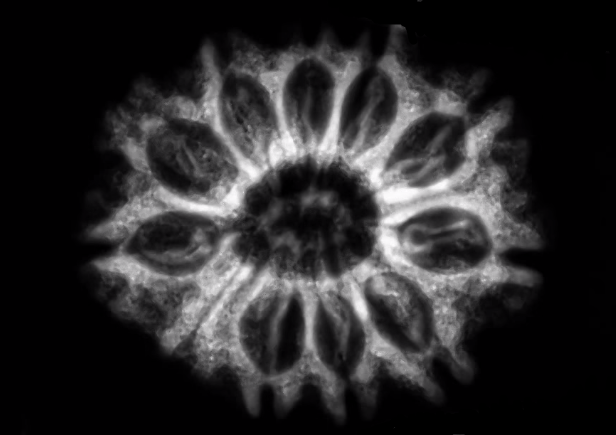 10 Mukhi Nepali Rudraksha – With Lab Test Certificate & X-Ray Report