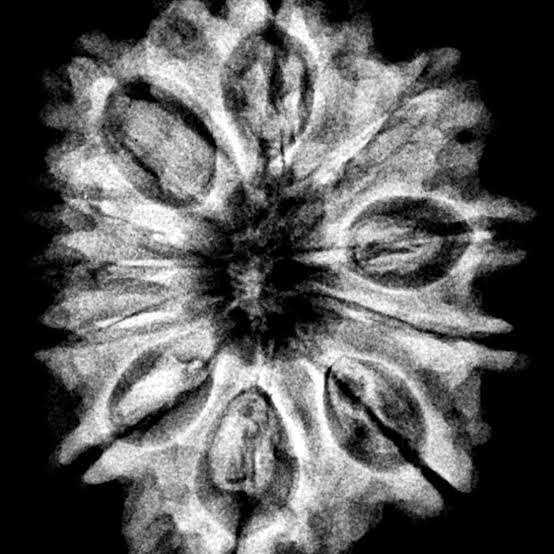 11 Mukhi Nepali Rudraksha – With Lab Test Certificate & X-Ray Report