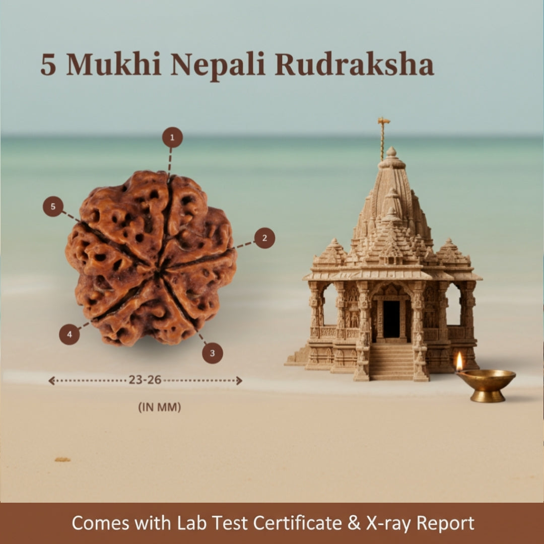 Original 5 Mukhi Nepali Rudraksha with Lab Certificate & X-Ray – Trinetraksha