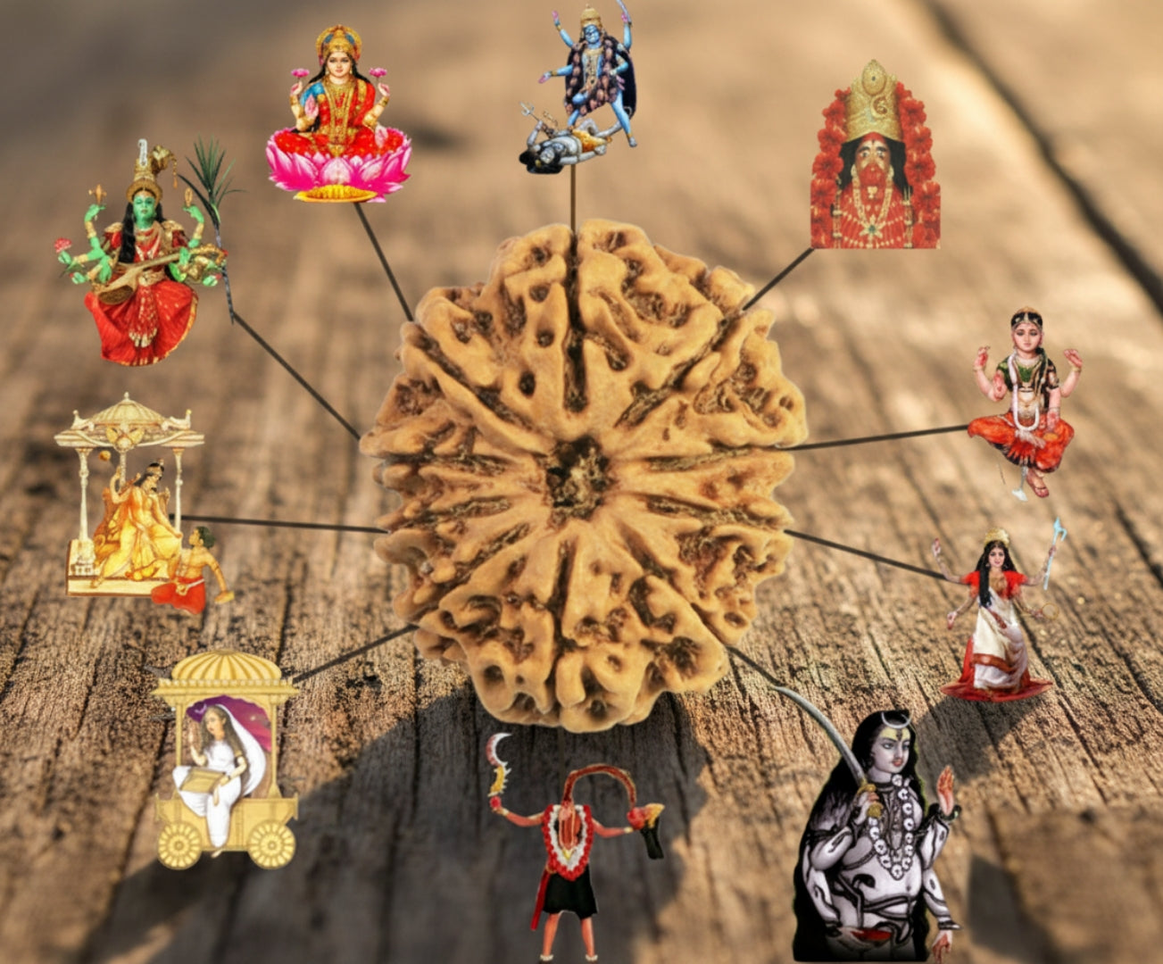 10 Mukhi Nepali Rudraksha – With Lab Test Certificate & X-Ray Report